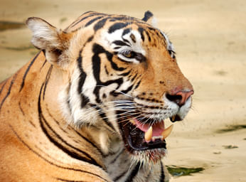Golden Triangle Tour with Ranthambore