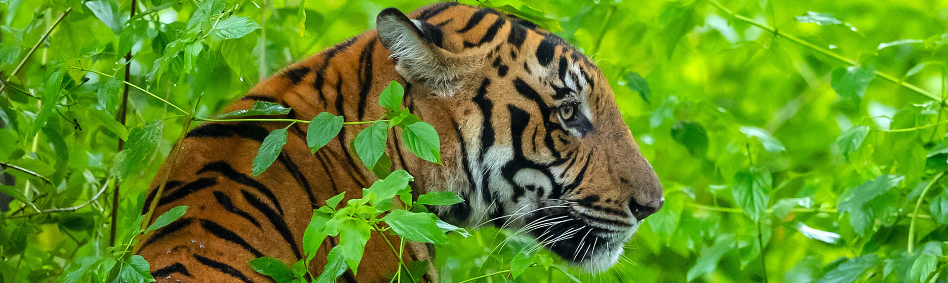 Nagarhole