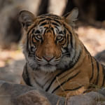 Tiger Spotting at Ranthambore