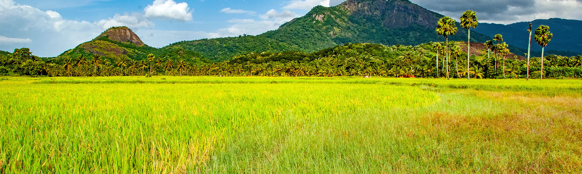 Palakkad