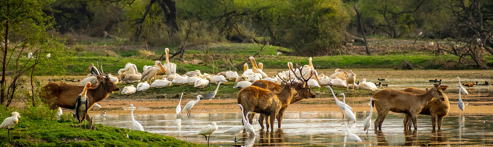 Bharatpur