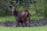 Nagarhole national park Coonoor