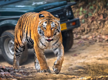 Jim Corbett Jungle Safari Tour