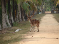 bhitarkanika park