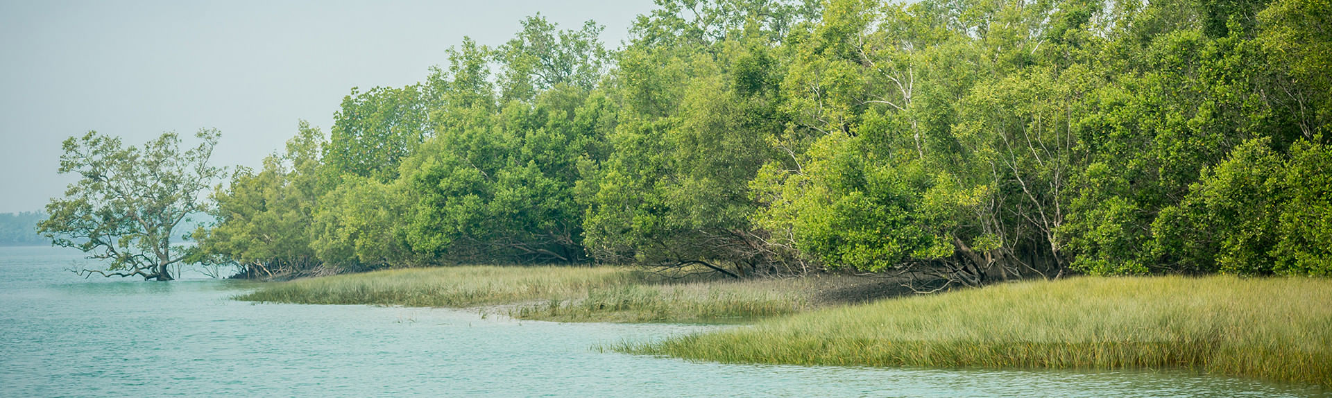 sundarbans