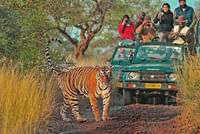 Ranthambore Jeep Safari