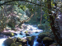 Shivapuri forest
