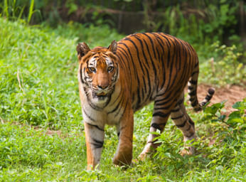 Sundarban Wildlife Tour