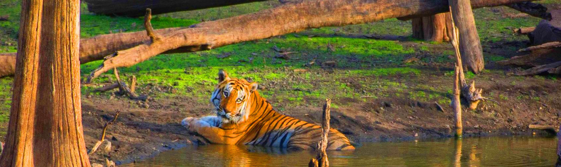 pench