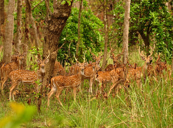 Nepal Wild Nature Tour