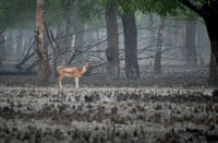 Sundarbans