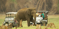 Bandipur national park jeep safari