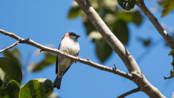 Bird Watching in Chakrata