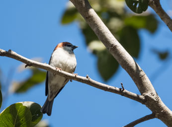 Bird Watching in Chakrata