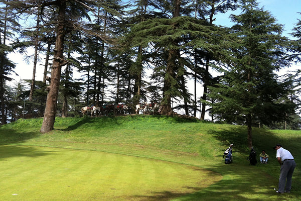 Golfing in Shimla