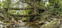Double Decker Living Root Bridge