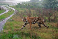 Tiger at Ranthabore National Park