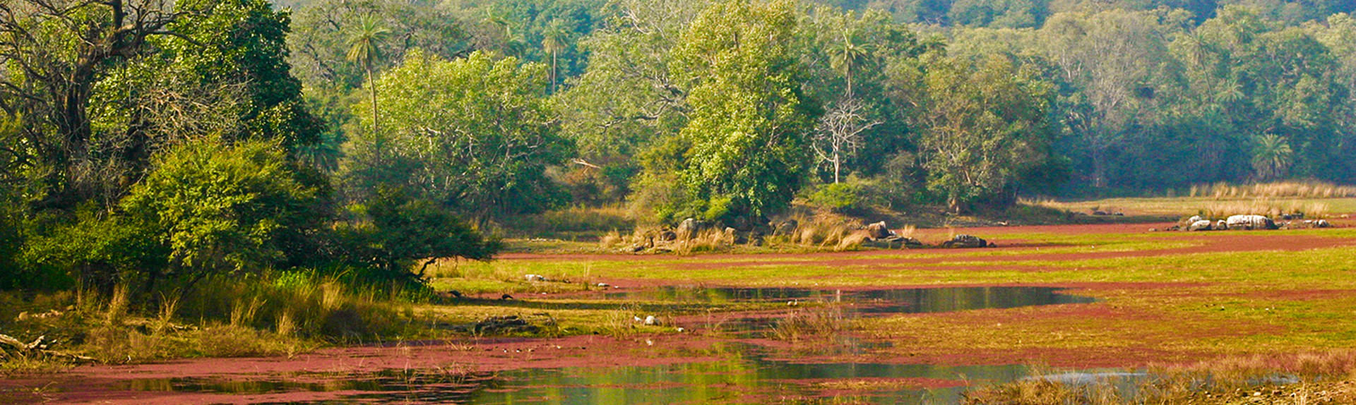 Ranthambore