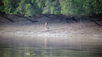 mangrove