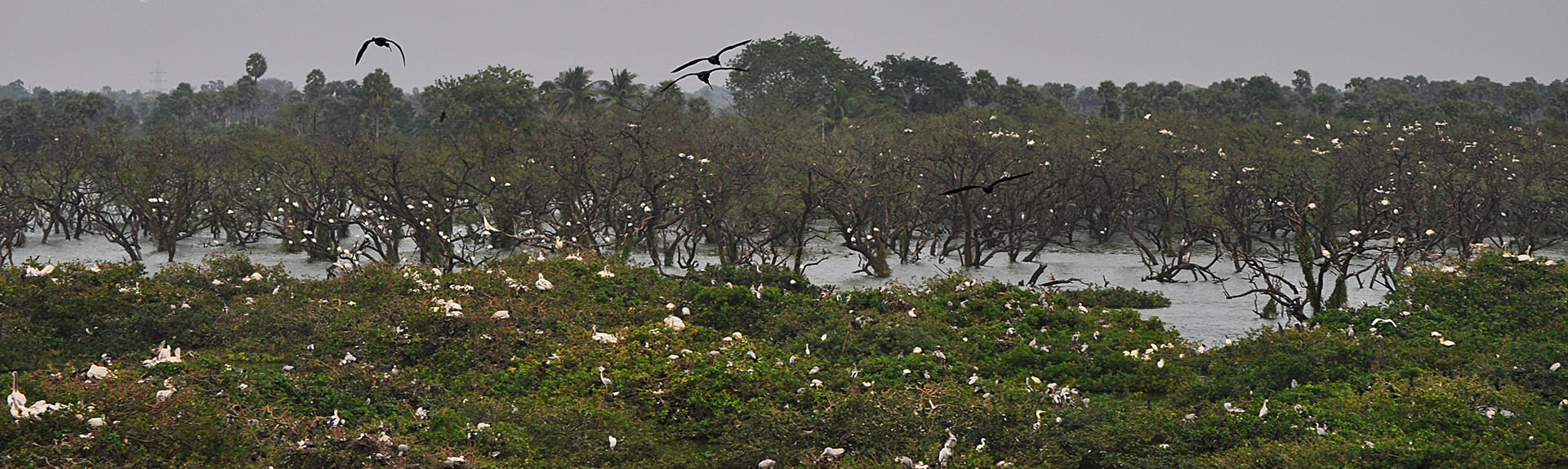 Vedanthangal Bird Sanctuary