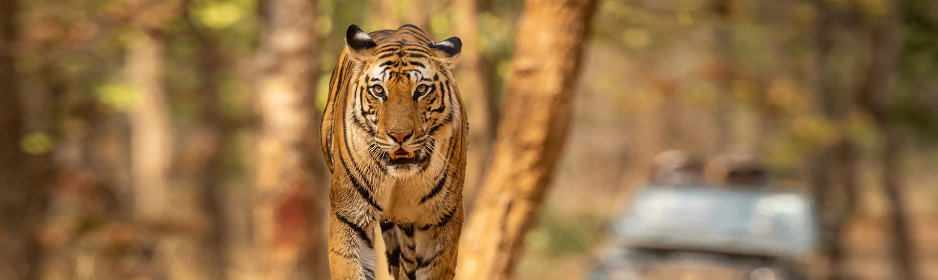 bandhavgarh
