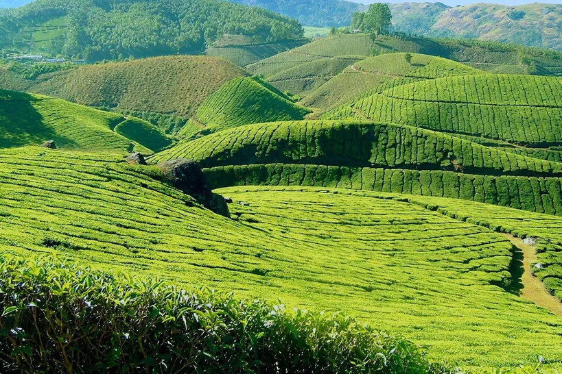 Amazing Munnar