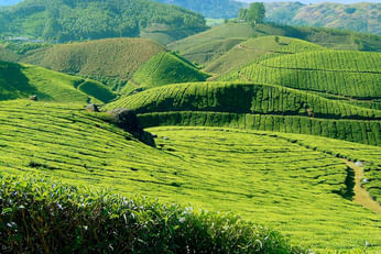 Amazing Munnar