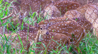 Famous Odisha Wildlife & Buddhist Tour