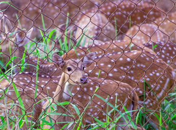 Famous Odisha Wildlife & Buddhist Tour