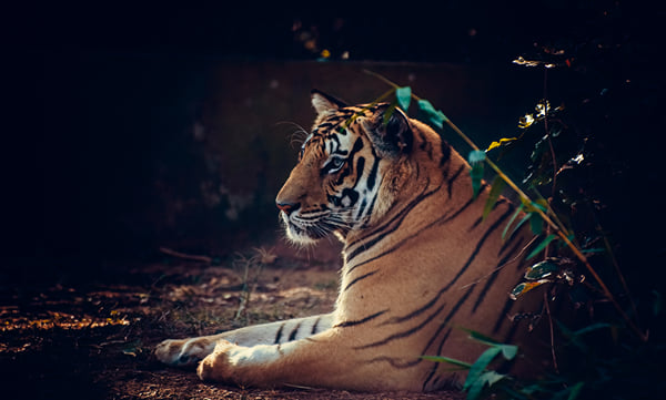 Odisha Wildlife Tour With Temples