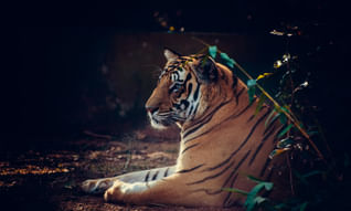 Odisha Wildlife Tour With Temples