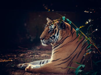 Odisha Wildlife Tour With Temples