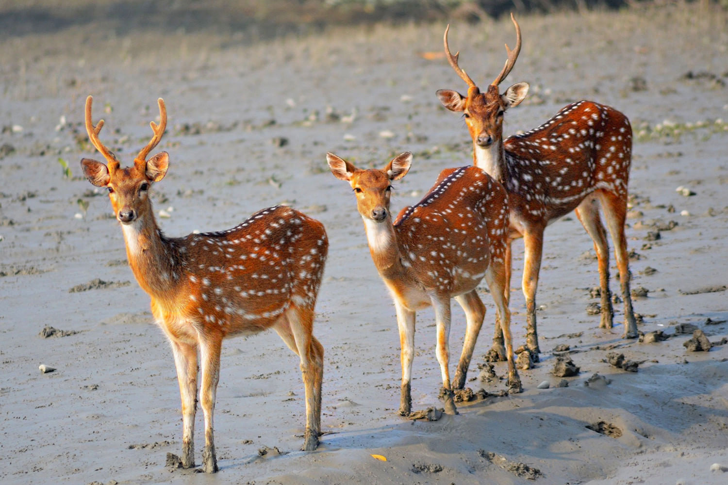 Amarkantak