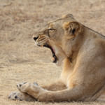 Sasan gir