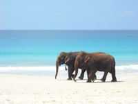 Elephant beach Andaman