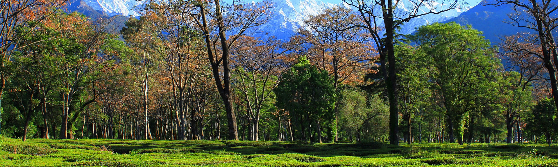 kangra