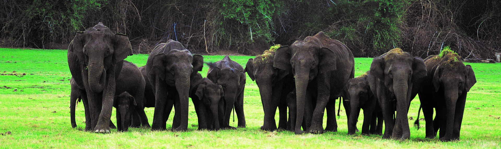 Bandipur