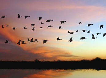 Sky Bridging in Dhanaulti