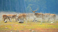 Jim Corbett National Park