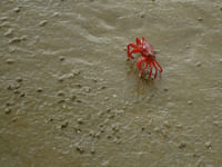 Red crab