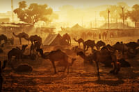 Sunrise in Pushkar