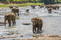 Elephants in Jim Corbett