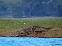 Nagarhole national park