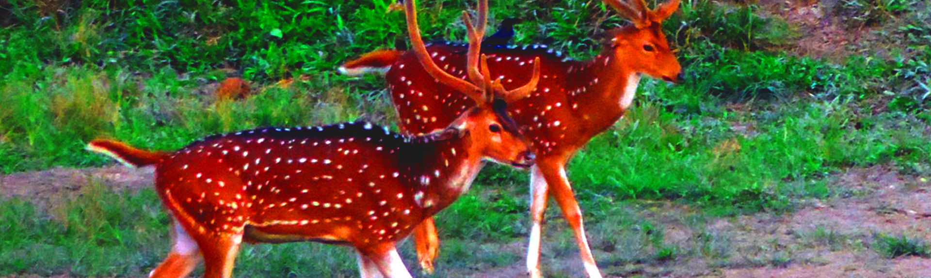 Gorumara