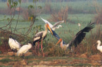 Chitwan National Park bird watcing