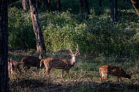 Ooty Deer Park