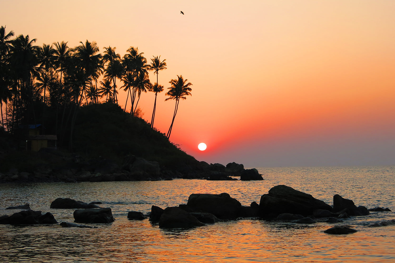 Wildlife in Goa