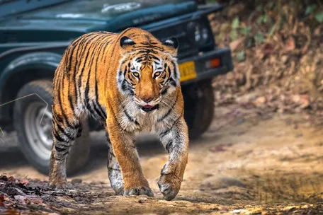 Jim Corbett