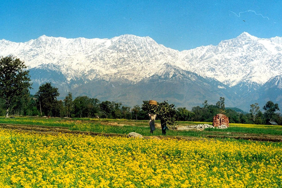 KANGRA VALLEY, HIMACHAL PRADESH (approx.  482 km from Delhi)