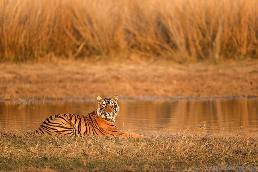 SARISKA TIGER RESERVE, RAJASTHAN (approx. 202 km from Delhi)